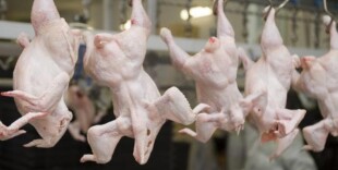 «Алатау-құс» инвестирует 6,5 млрд тенге в развитие племенной базы