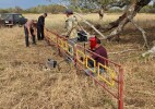 Шыңғырлаулық орманшылар Шоқайтеректі қоршап, табиғи қалпын сақтады