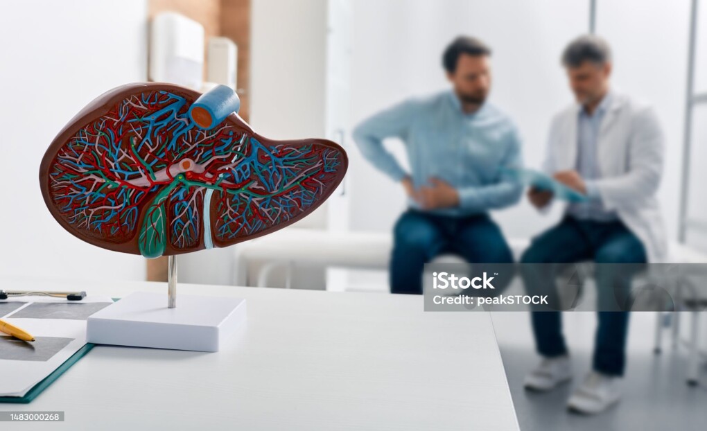 Liver anatomical model on doctor's table during hepatologist consultation for patient with side pain in background. Treatment liver diseases in medicine, conceptual image