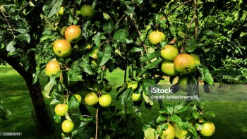 apple trees orchard farm food organic agriculture fruit