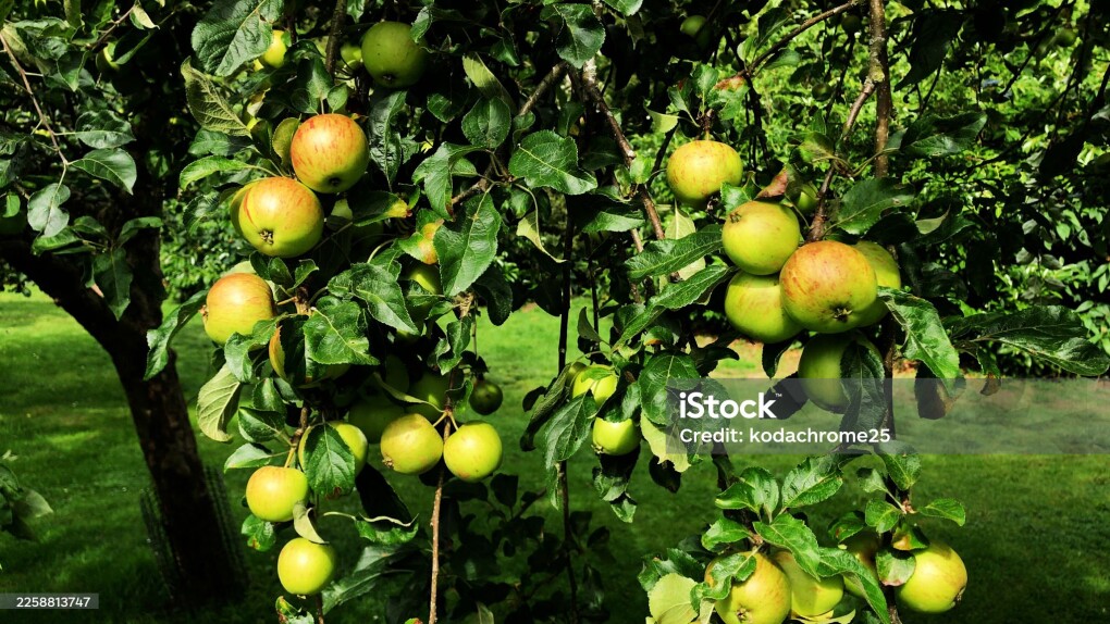 apple trees orchard farm food organic agriculture fruit