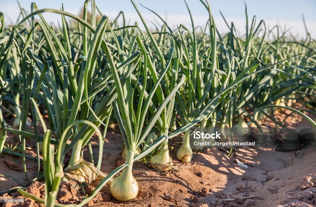 Onion plantation in Valencia, Spain