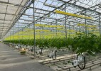 В Уральском тепличном комплексе  созревает новый урожай