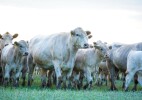 В ЗКО 7,8 млн голов сельскохозяйственных животных  охвачено вакцинацией против инфекционных болезней