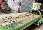 Бөрлі ауданында картоп жинау науқаны қарқын алды