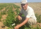 Құмдауыт жердің құтын арттырған Тайпақтың Тамашеві