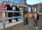 Бельгия королі мен патшайымы қазақтың ұлттық мәдениетімен және асыл тұқымды арғымақтармен танысты