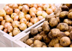 Погода повлияла на урожай? В Минсельхозе дали прогноз по луку и картофелю