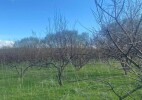 Защита яблонь до 92% и прибавка урожая более 2 тонн с гектара: результат казахстанской разработки