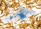 Қазақстан 24,3 млн тонна астық жинады