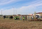 Казталовта «Таза Қазақстан» акциясы аясында терек көшеттері отырғызылды