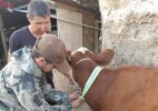 Казталов ауданында ветеринария қызметі бірізділеніп келеді