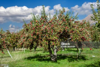 Niğde's red muscat apple orchard