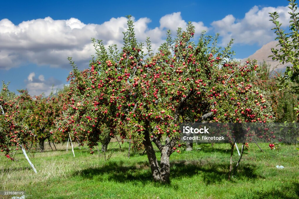 Niğde's red muscat apple orchard